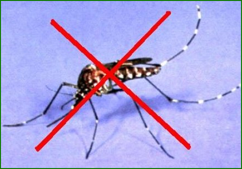 Dịch vụ diệt muỗi – bọ gậy